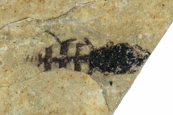Fossil Insect (Hymenoptera) - France #290716
